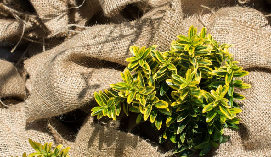 Herbstpflege Garten & Balkon