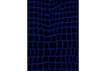 Schwarz/Royal
