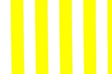 Gelb-Weiß