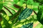 morepic-2